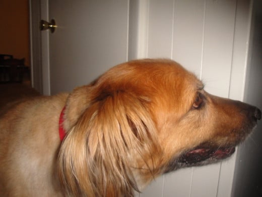 This is our old Golden Retriever/Shepherd mix.  She was shaved just before this picture, you can see the difference in color and texture of the fur. While Diogi's fur took well to shaving, not all Golden's will.