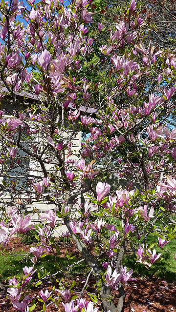 Magnolia Verbanica in more of a shrub form
