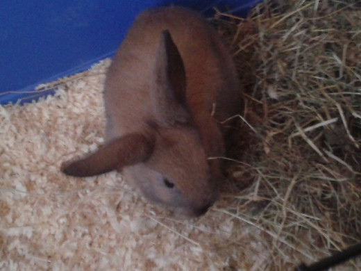 This is Bramble when he was just six weeks old on the day we adopted him. Notice how his ear doesn't lop all the way? It still doesn't - in bunny terms Bramble has what's known as 'helicopter ears'