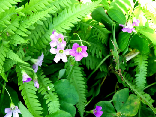 Wild flower; Hollong 1