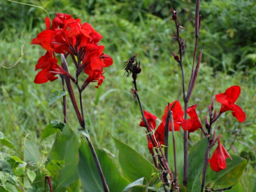Wild flower; Hollong 2