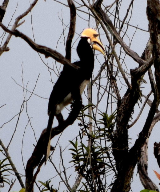 An Oriental Pied Hornbill on a tree at Hollong