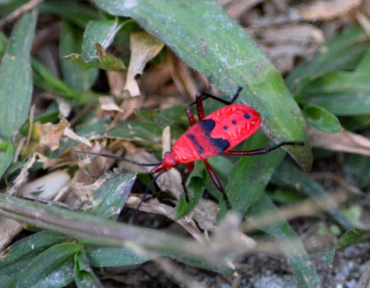 A colorful insect at Hollong 