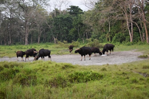 A herd of Indian Bison (Gaur) at the salt Pit; Hollong