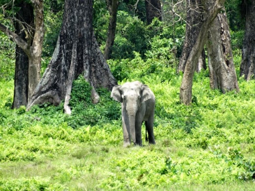 A wild elephant emerging from the forest; Hollong