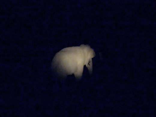 A wild elephant seen by spotlight at night; Hollong