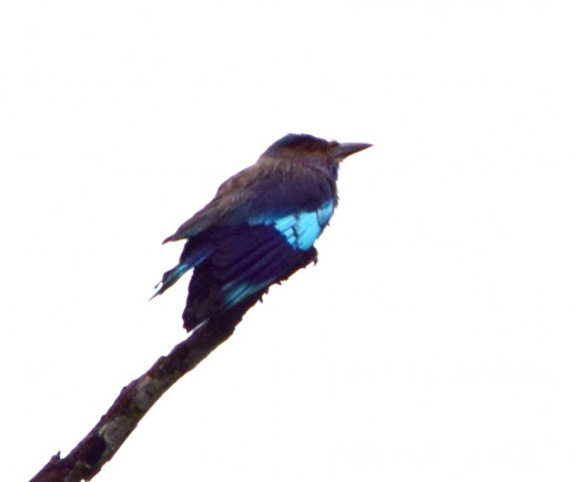 Indian Roller; Hollong