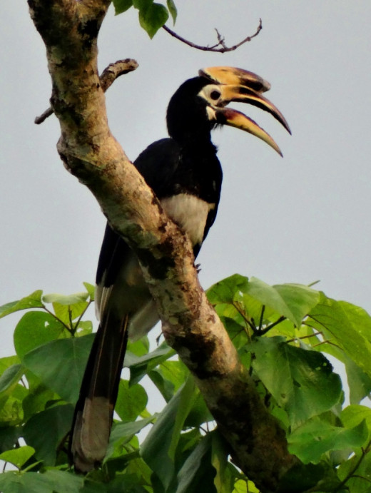 Oriental Pied Hornbill; Hollong
