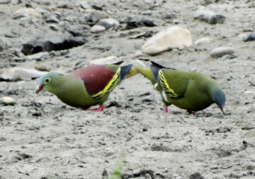 Pompadour Green Pigeon (Male & Female); Hollong