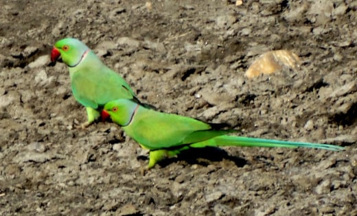 Rose ringed parakeet; Hollong