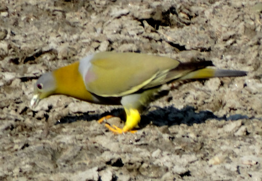 Yellow footed Green Pigeon; Hollong