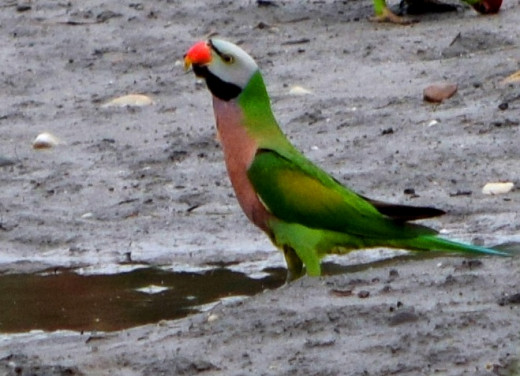 Red-Breasted Parakeet; Hollong