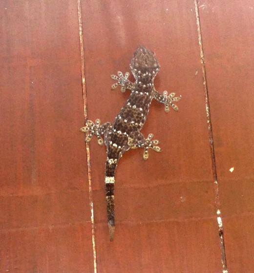 Gecko at Hollong Tourist Lodge