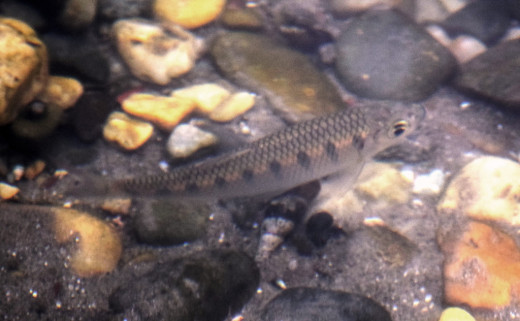 Fish in a small stream near Hollong Tourist Lodge