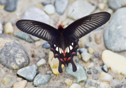 Butterfly 1; Hollong