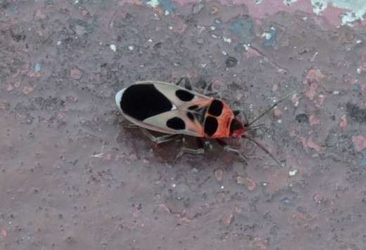 Bug 1; Hollong