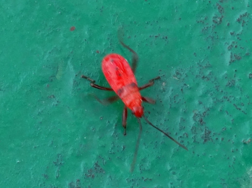 Bug 2; Hollong