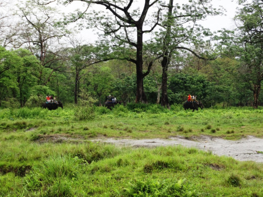 Elephant safari 1; Hollong