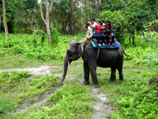 Elephant safari 4; Hollong