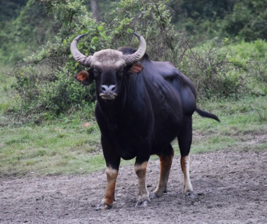 A majestic bull bison : Memories of Hollong