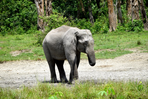 A lone tusker : Memories of Hollong