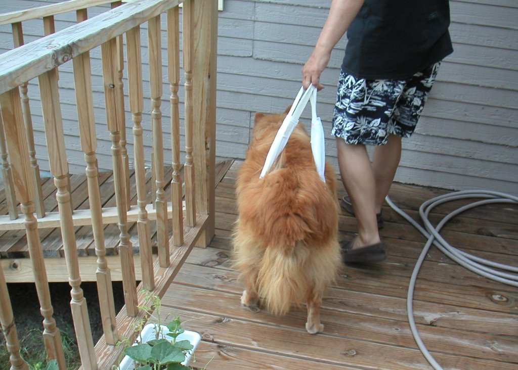 How to Sew a Support Sling for Your Ailing Pet hubpages