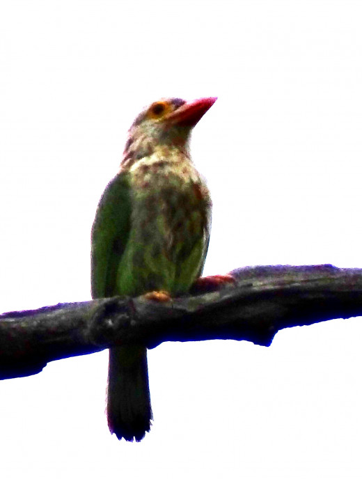 Lineated Barbet