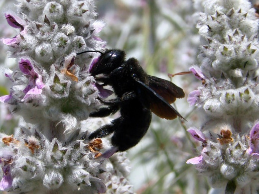 How to Get Rid of Carpenter Bees – Defeat them Today!