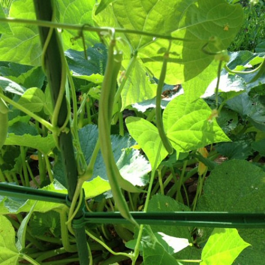 Pole Beans with squash & cucumbers as companion plants.