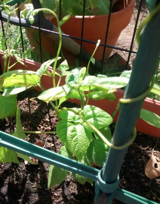 Kentucky Beans are being grown in an Earth Box alongside a fence with a few garden stakes.  The runners are starting to climb the fence and garden stakes.