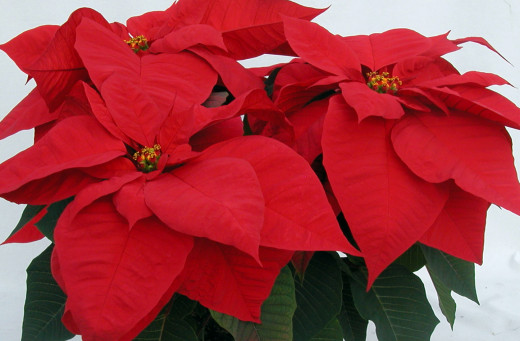 Poinsettia plant is a shrub that is grown easily here in Brisbane, this here is red but there is also a cream one and others, they can be propagated from cuttings, if you use cuttings the first year they may grow very little; but then will grow. 