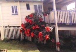  This is a poinsettia behind our house, it grows very easily in Brisbane, it looks nice with its double flowers in wintertime in the garden, the only drawback is that you should not go to rub against it when you are well dressed it can stain.