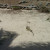 More Iguanas at Pinel Island More Iguanas at Pinel Island