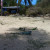 Iguanas can be quite large Iguanas can be quite large