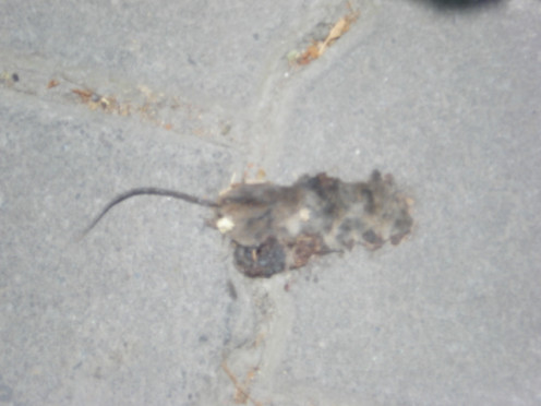 On my travels, I took pictures of many things.  They have dead mice on the streets in Panajachel, Lake Atitlan, Guatemala.  Apparently as a warning to all the other mice that might think of passing there...