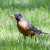 American Robin American Robin