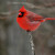 Northern Cardinal (Cardinalis cardinalis) or Redbird Northern Cardinal (Cardinalis cardinalis) or Redbird