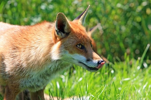 Trusted Like The Fox?