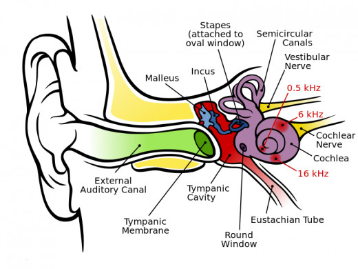 The frequency mapping is shown in the cochlea in human ear. The three ossicles incus, malleus, and stapes transmit airborne vibration from the tympanic membrane to the oval window at the base of the cochlea. Because of the mechanical properties of th