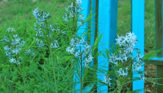 Amsonia is in full, feathery bloom in early May in our MD garden.