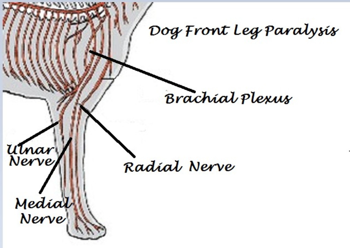 Causes of Front Leg Paralysis in Dogs | PetHelpful