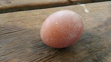 Fertile Egg Laid By "Rhode Island Red" hen. 