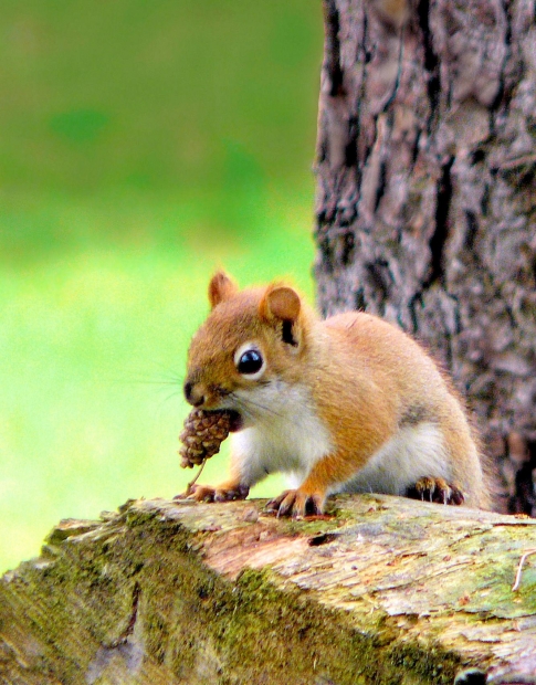 A lucky squirrel became famous because of Fowler.