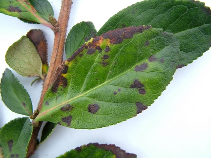 Wisteria attacked by leaf spot disease