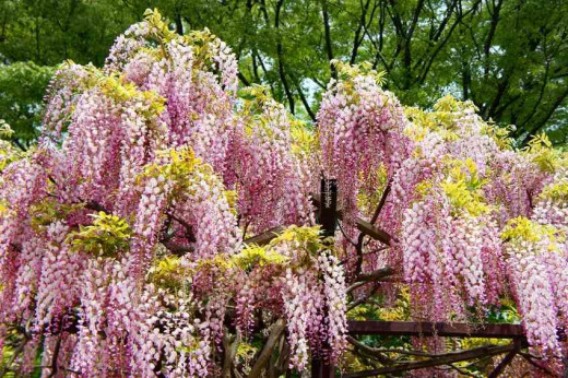 Hobeni wisteria