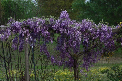 Black Dragon Wisteria