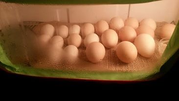 Incubation Day 2