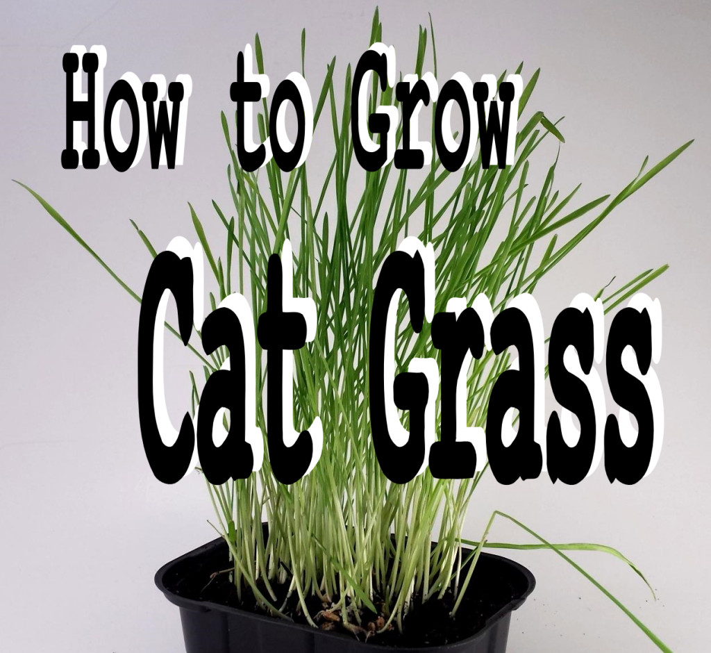 Easy Guide to Growing Cat Grass hubpages