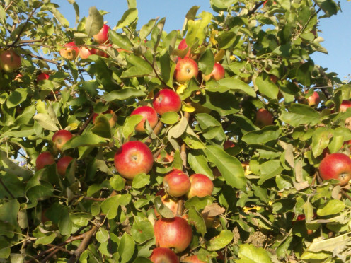 Apple Seeds Contain Vitamin B17, Too