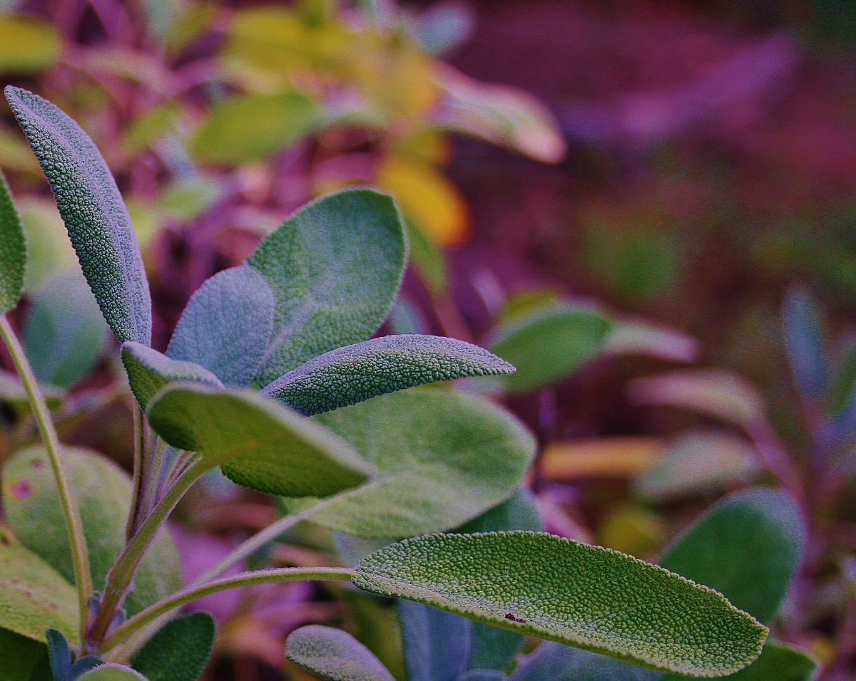 What's the Best Sage for Your Garden?